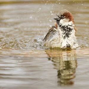 House Sparrow -Passer domesticus-, taking a bath, Limburg an der Lahn, Hesse, Germany, Europe