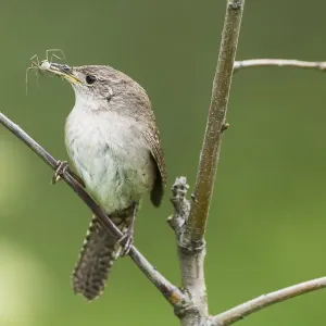 House Wren with Insect Prey Print