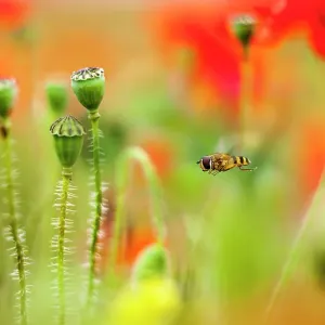 Hoverfly in a Poppy Meadow Hoverfly in a Poppy Meadow