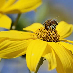 Hoverfly -Syrphidae- on a yellow flower of the Jerusalem Artichoke, Sunchoke or Topinambour -Helianthus tuberosus-