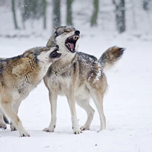 Howling Wolves -Canis lupus- in the snow, Hesse, Germany