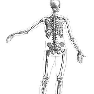 Human Anatomy Drawings