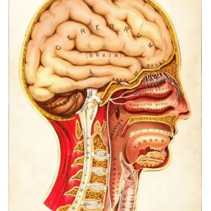 Human Anatomy illustration 1891