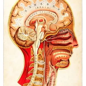 Human Anatomy illustration 1891