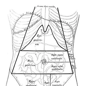 Human anatomy scientific illustrations: Abdomen map