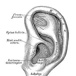 Human anatomy scientific illustrations: Ear and Auditory system