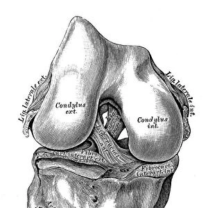 Human anatomy scientific illustrations: knee joint cruciate ligaments