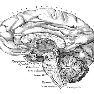 Ilustraciones científicas de anatomía humana: Vista lateral del cerebro. Ilustraciones científicas de anatomía humana: Vista lateral del cerebro.