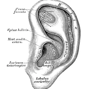 Ilustraciones científicas de anatomía humana: Oído y sistema auditivo. Ilustraciones científicas de anatomía humana: Oído y sistema auditivo.