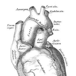 Human anatomy scientific illustrations: heart, veins and arteries