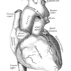 Human Anatomy Print: Heart, Veins and Arteries with Latin Labels Human Anatomy Print: Heart, Veins and Arteries with Latin Labels