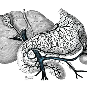 Human anatomy scientific illustrations: Portal venous system Human anatomy scientific illustrations: Portal venous system