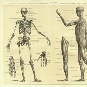 Human Anatomy Skeleton and muscles of the body