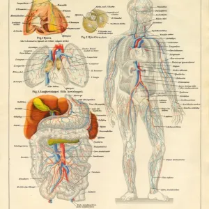 Human Body Nervous and Blood Flow System Diagram Print Human Body Nervous and Blood Flow System Diagram Print