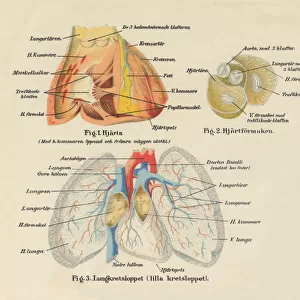 Human Body Nervous and Bloodflow System Diagram Engraving