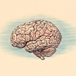Human Brain