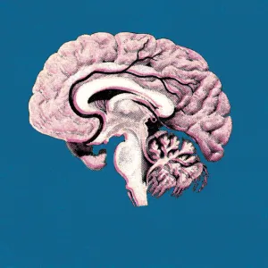 Human Brain