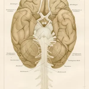 Human brain anatomy engraving 1857