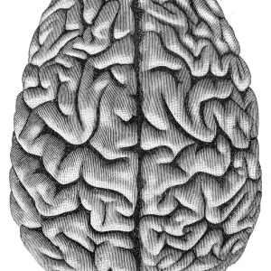 Human Brain Anatomy Engraving Print 1857 Human Brain Anatomy Engraving Print 1857