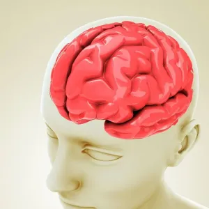 Human brain, artwork