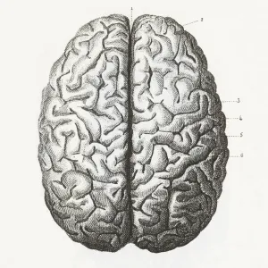 Digital Print of The Human Brain Engraving Digital Print of The Human Brain Engraving