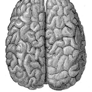 Human brain engraving anatomy 1872