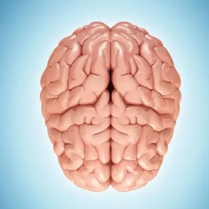 Human Brain Print, Anatomical Illustration Human Brain Print, Anatomical Illustration