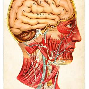 Human Brain illustration 1891