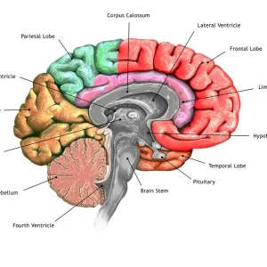 Brain Cross-Section Print Brain Cross-Section Print