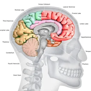 Colourful Brain Lobe Print Colourful Brain Lobe Print