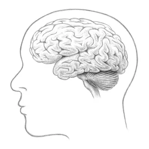 Lateral View Brain Print Lateral View Brain Print