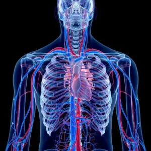 Human Cardiovascular System Print - Anatomical Heart Illustration Human Cardiovascular System Print - Anatomical Heart Illustration