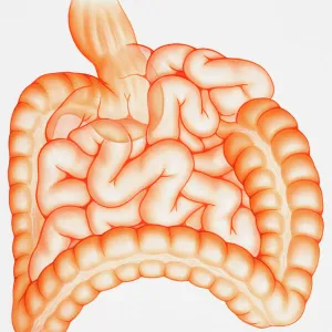 Human digestive system