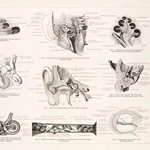 The human ear engraving 1896