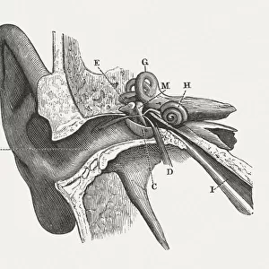 The human ear, wood engraving, published in 1880