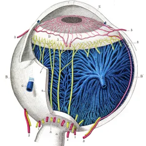 Human eye anatomy engraving 1899