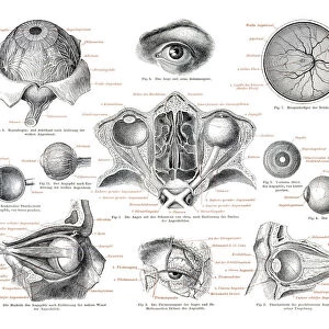 The human eye engraving