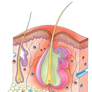 Human hair follicle and skin