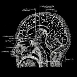 Human head section Human head section
