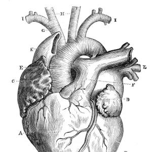 Human Heart Anatomy 1888