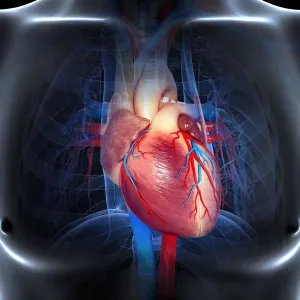 Human heart, artwork Human heart, artwork