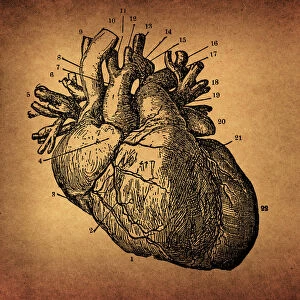 Human Heart Engraving