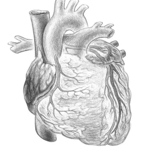 Human Heart Print, Frontal View Human Heart Print, Frontal View