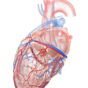 Human heart, illustration Human heart, illustration