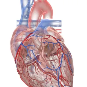 Human heart, illustration Human heart, illustration