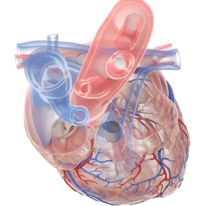 Human heart, illustration Human heart, illustration