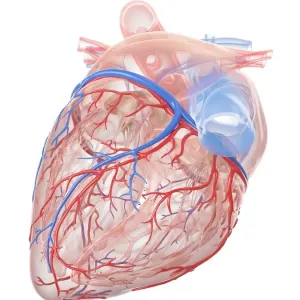 Human heart, illustration Human heart, illustration