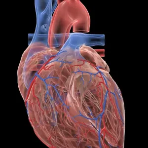 Human heart, illustration Human heart, illustration