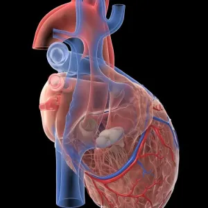 Human heart, illustration Human heart, illustration
