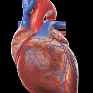 Human heart, illustration Human heart, illustration